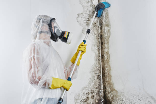 Why You Should Choose Our Mold Remediation Services in Wekiwa Springs, FL